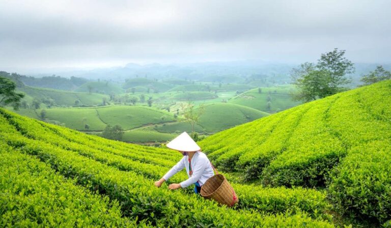 How to identify high quality of tea?