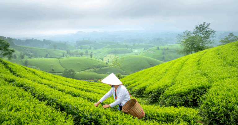 How to identify high quality of tea?