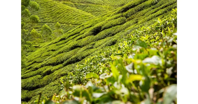 How Water Temperature and Steeping Time Affect Black Tea Flavor?